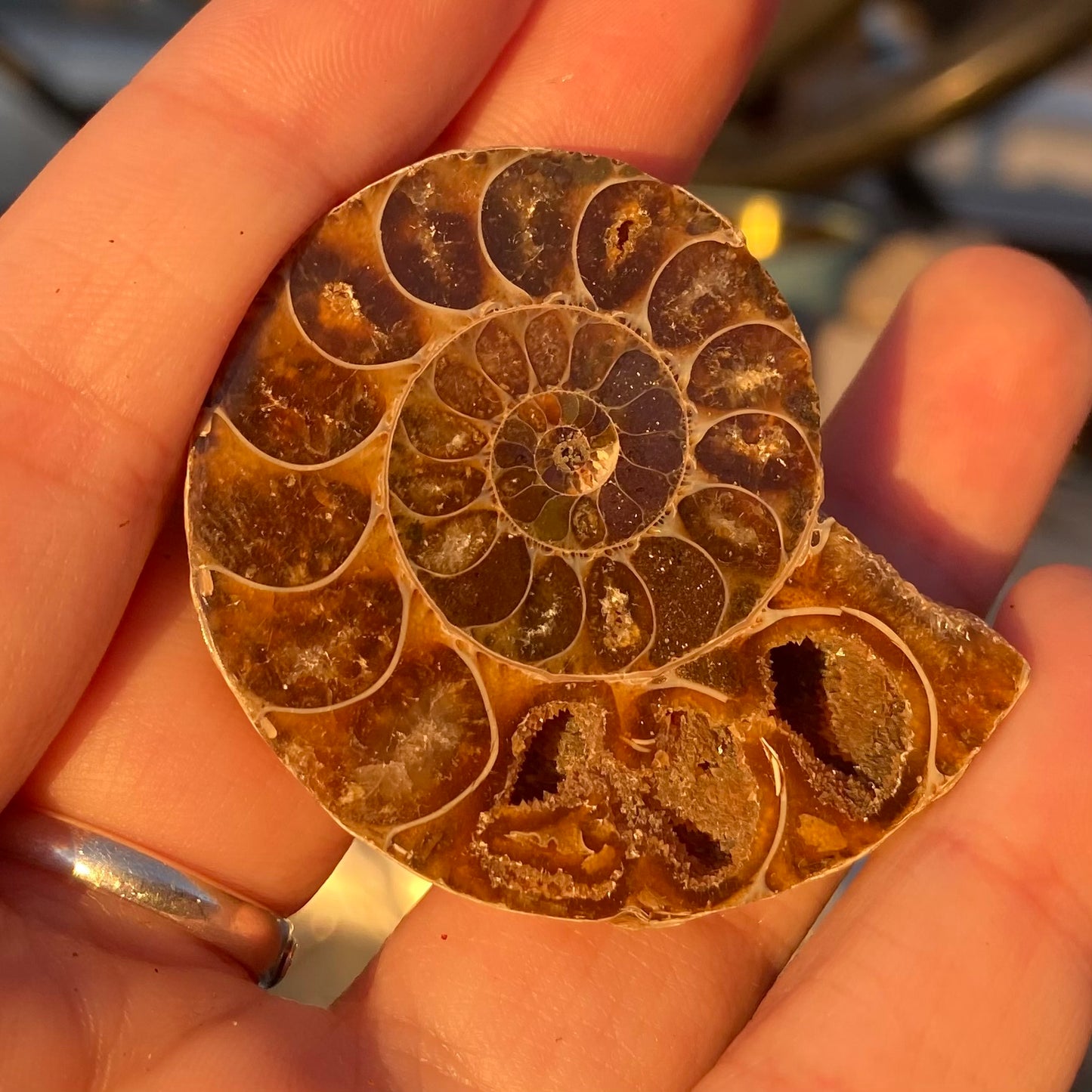 Ammonite Shell