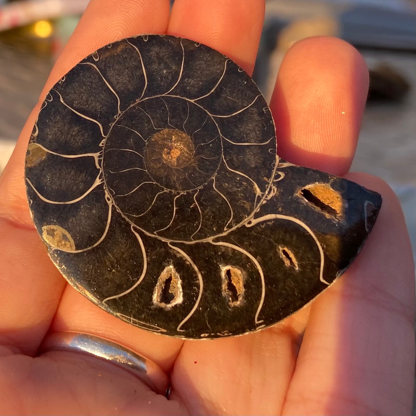 Ammonite Shell