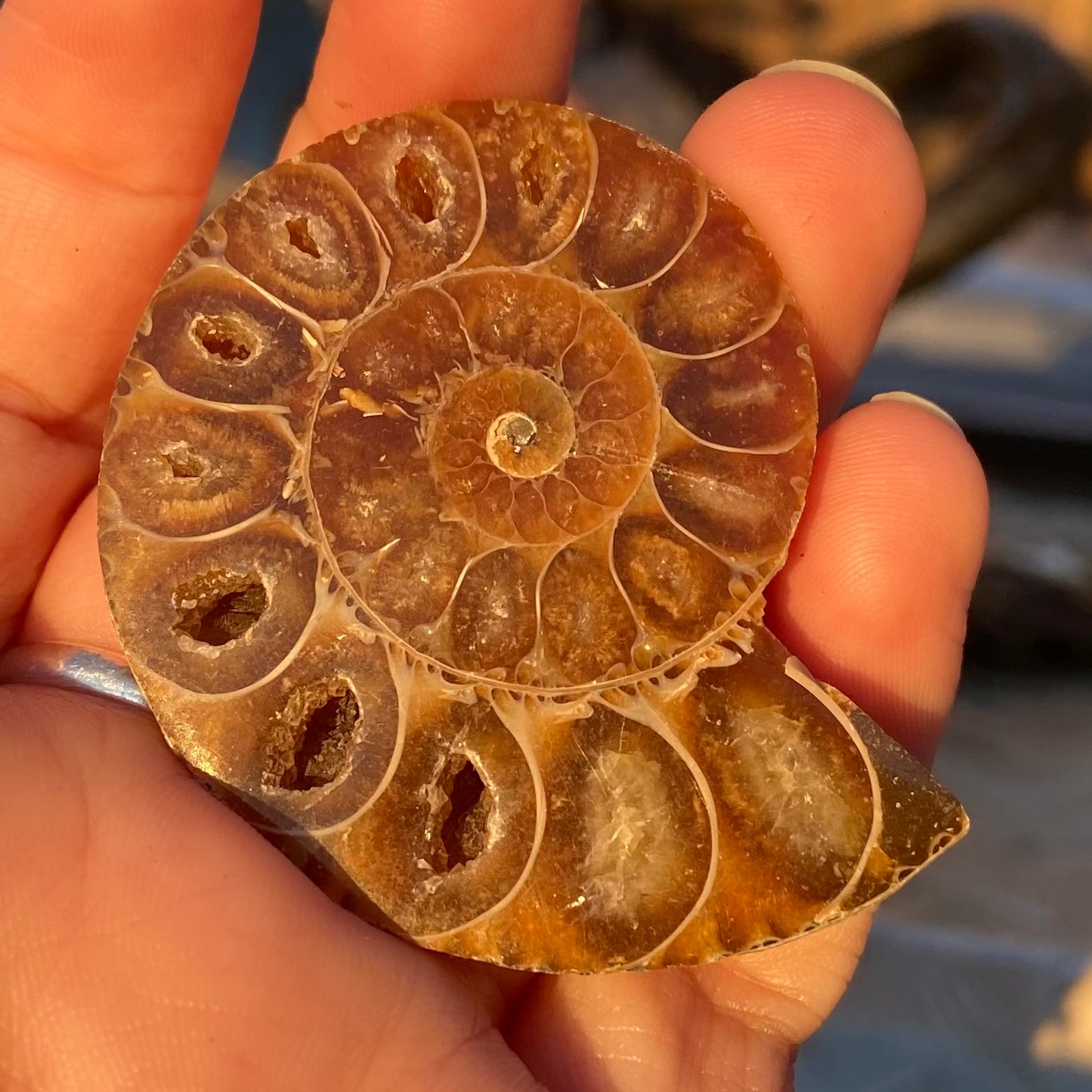 Ammonite Shell