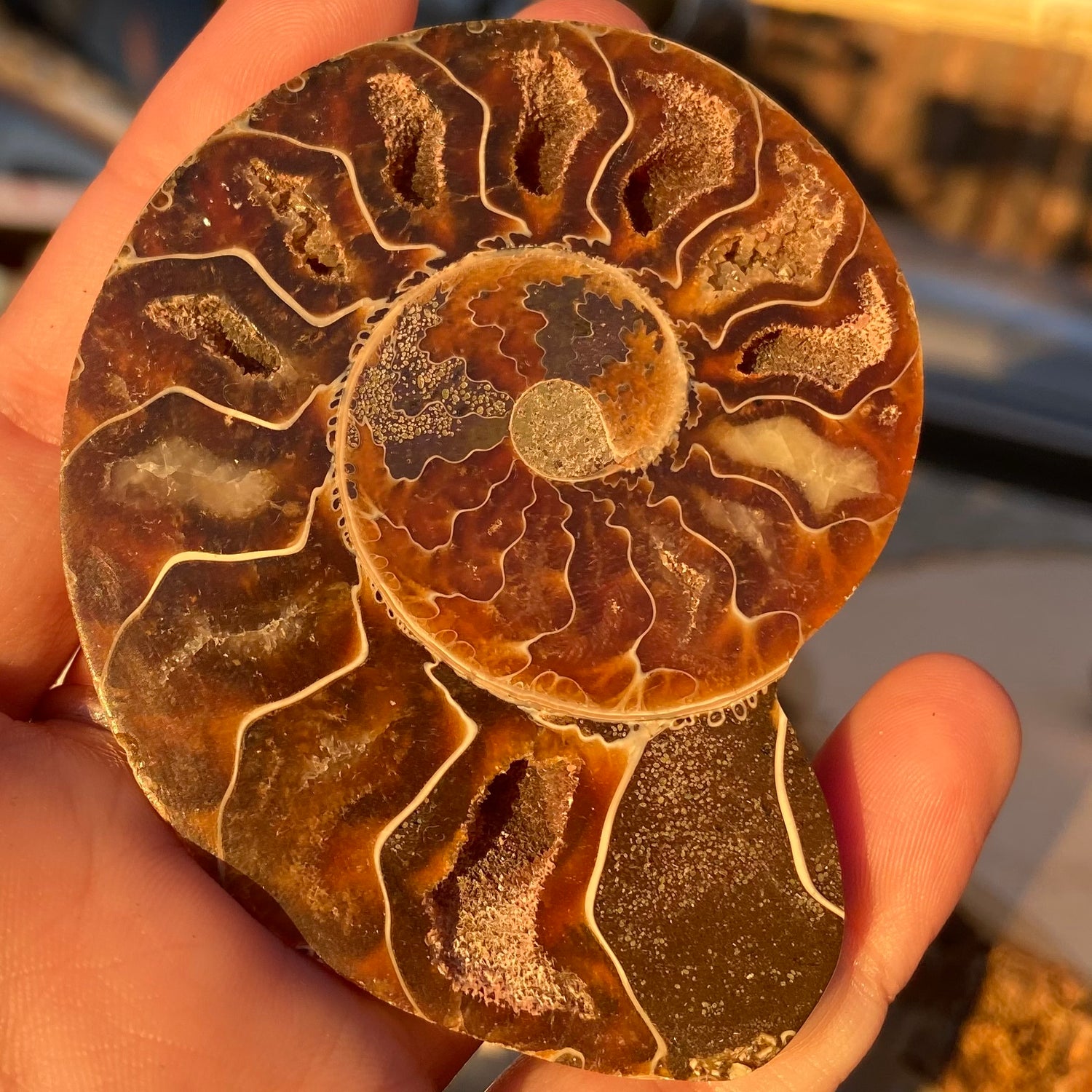 Ammonite