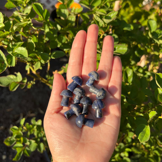 Sodalite Mini Mushrooms