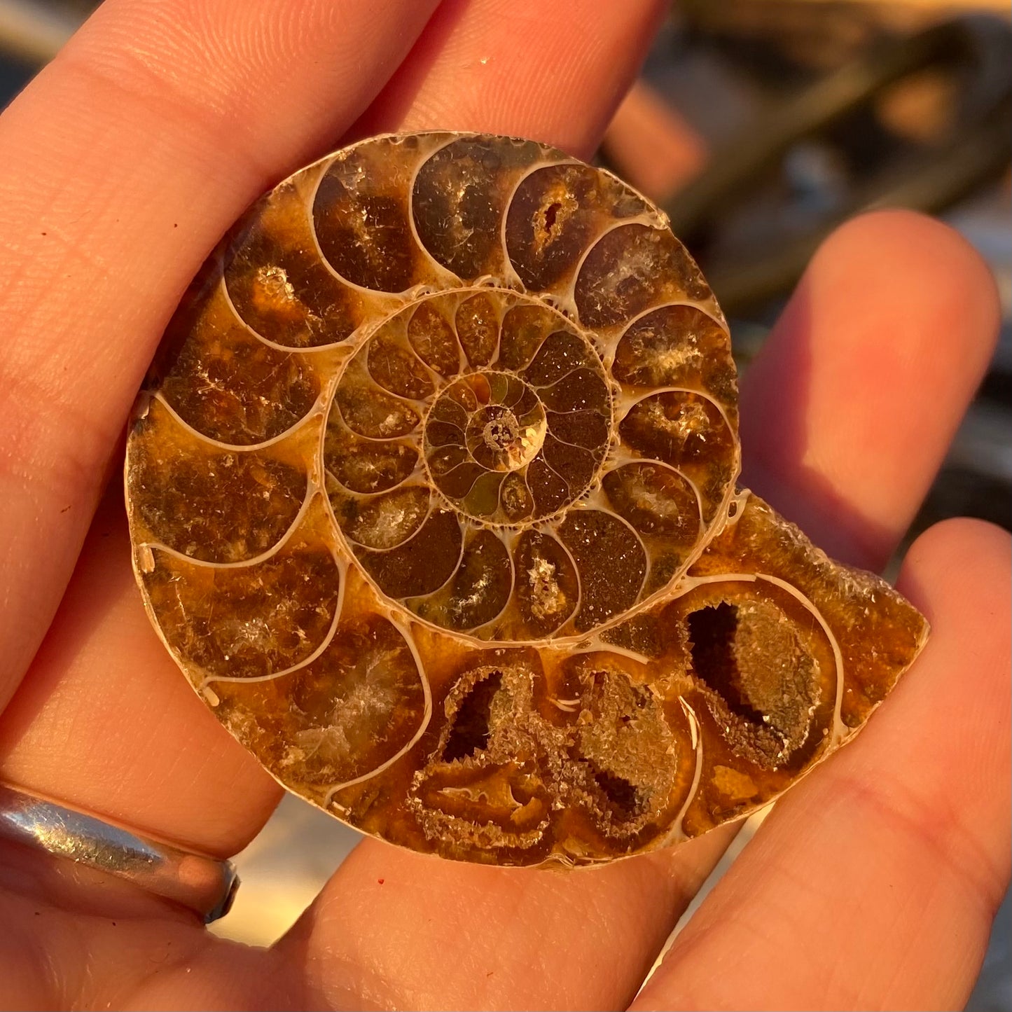 Ammonite Shell