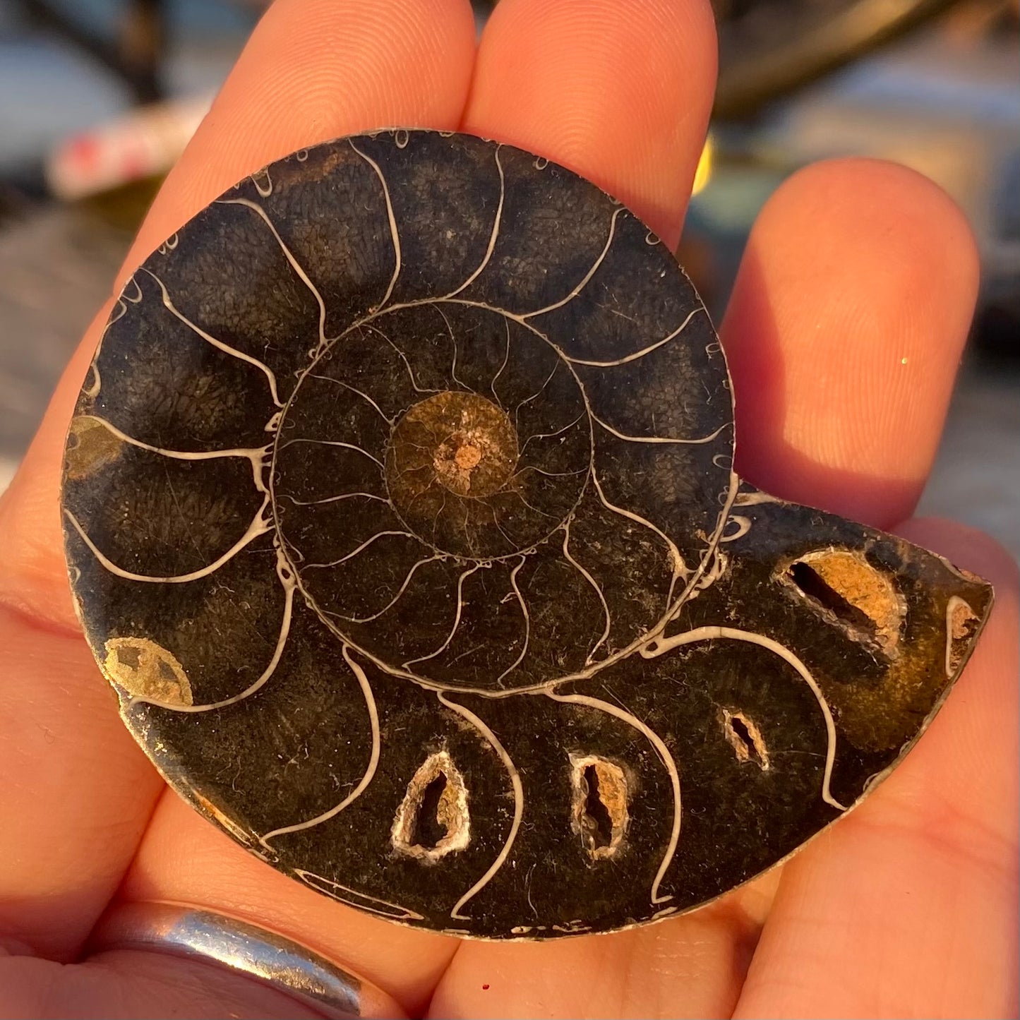 Ammonite Shell