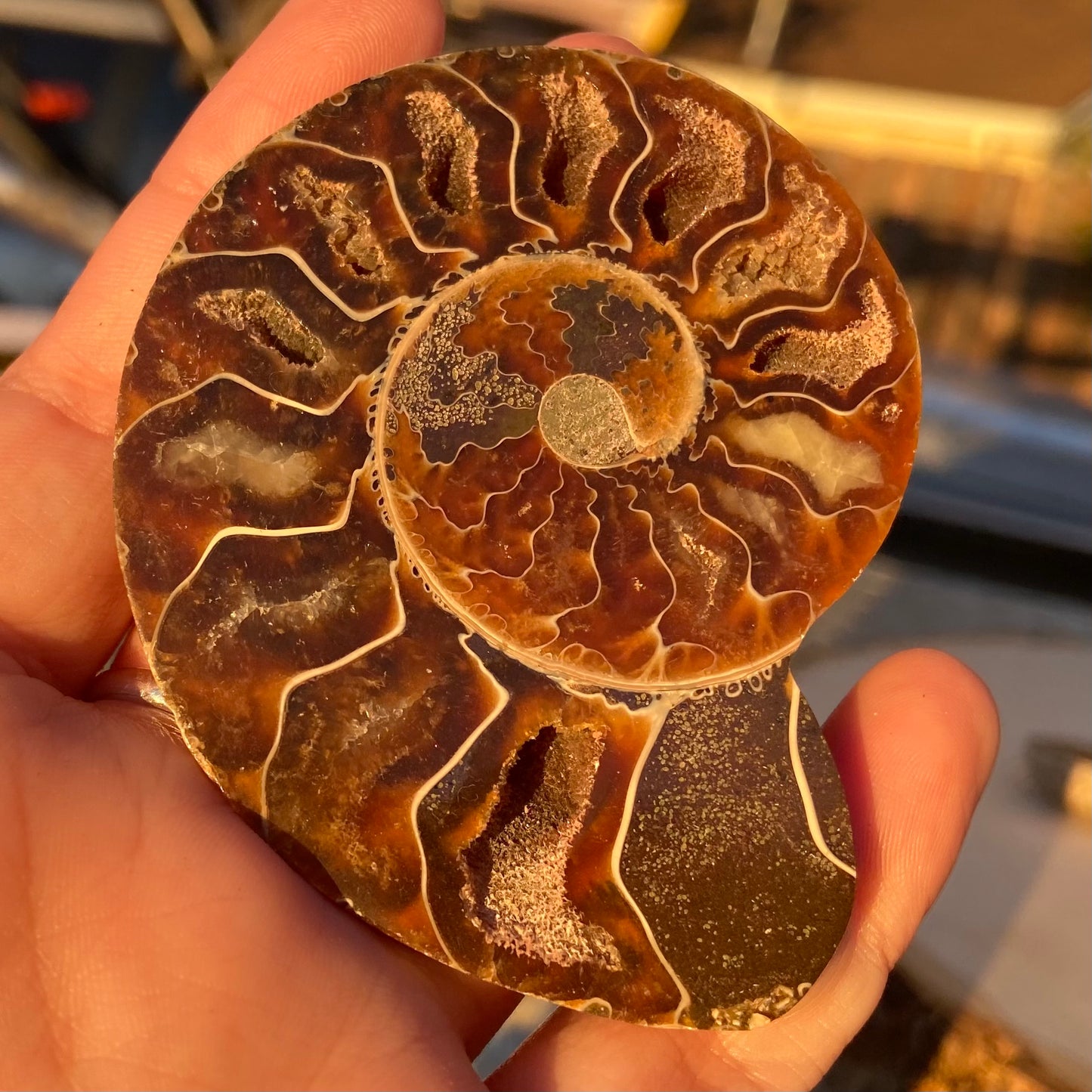 Ammonite Shell