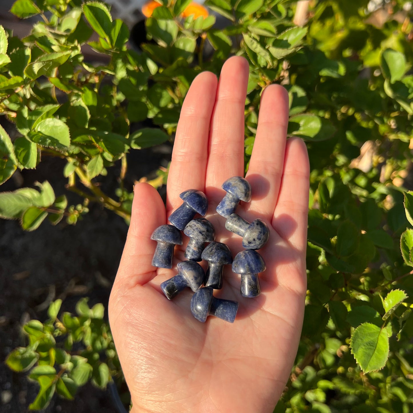 Sodalite Mini Mushrooms