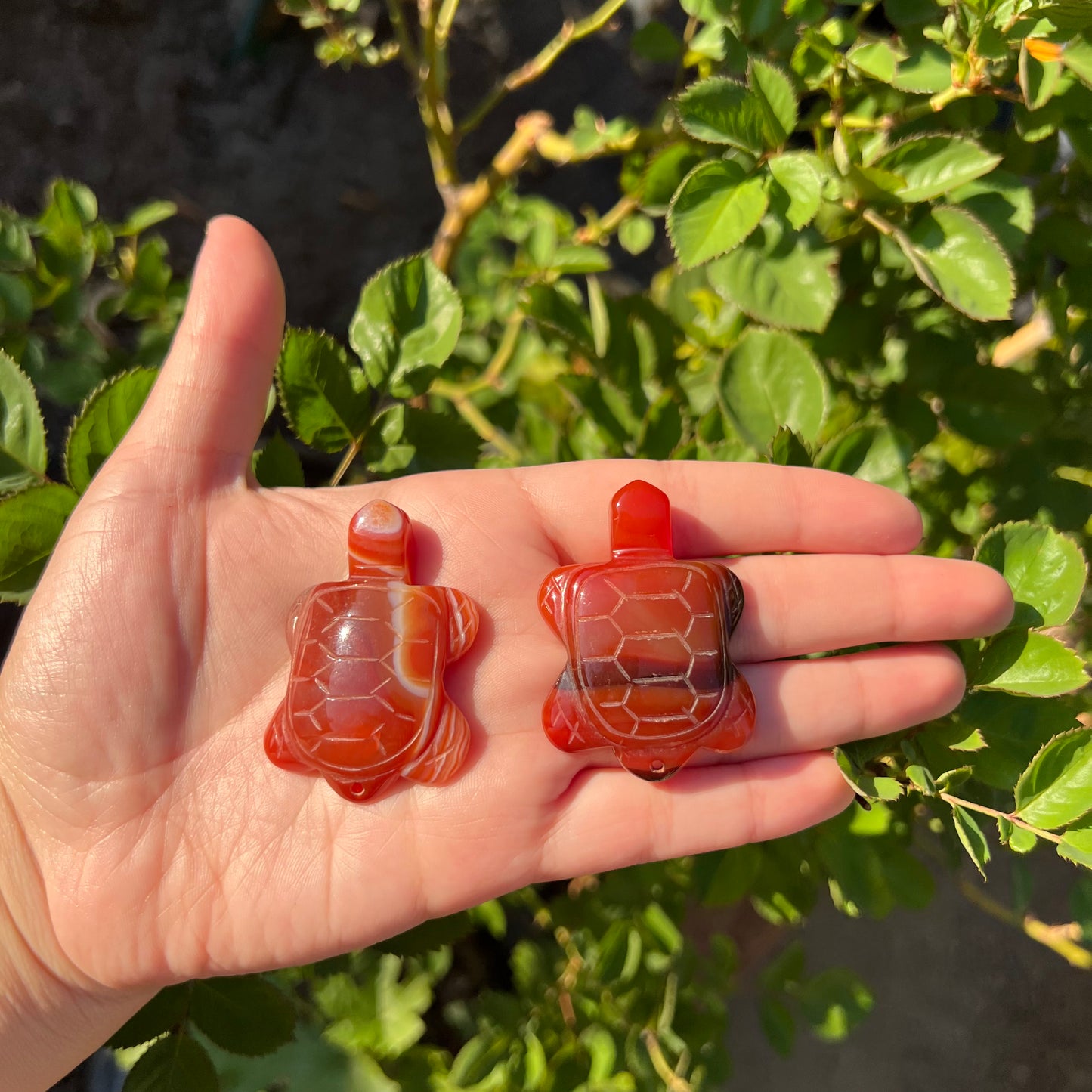 Carnelian Turtles