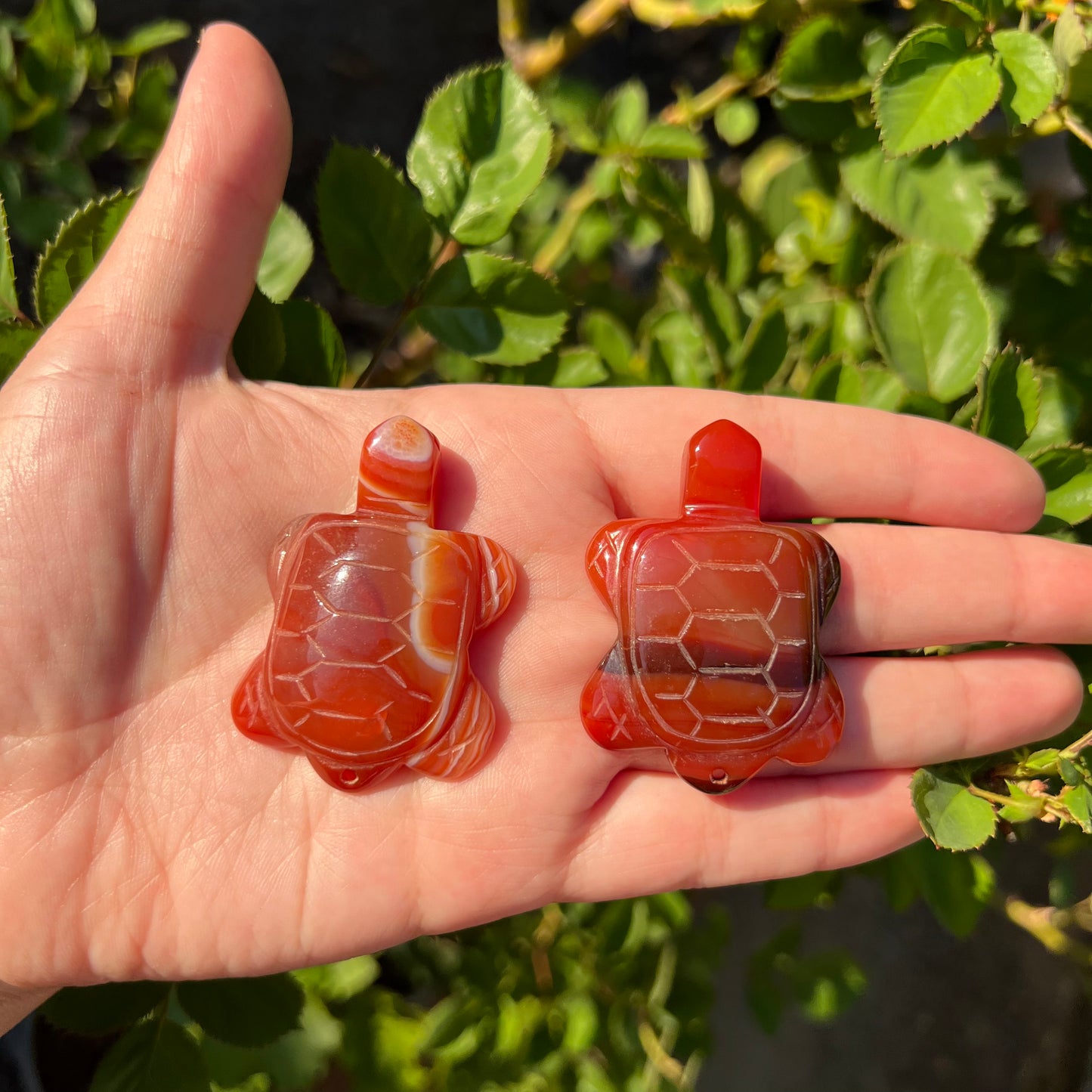 Carnelian Turtles