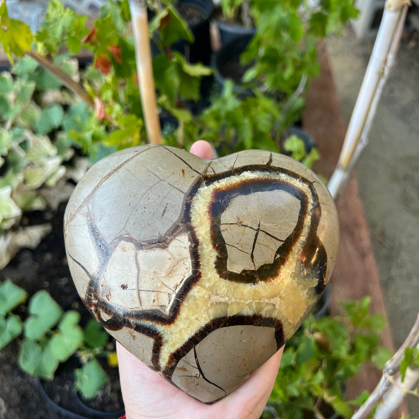 Large Septarian Heart